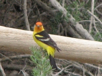 Western tanager